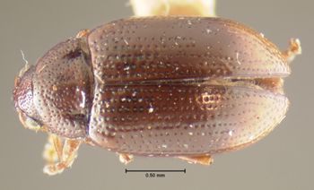 Media type: image;   Entomology 5018 Aspect: habitus dorsal view